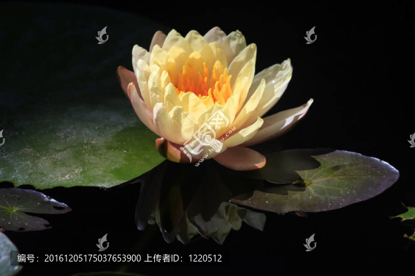 熱帶花卉