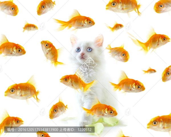 貓和魚