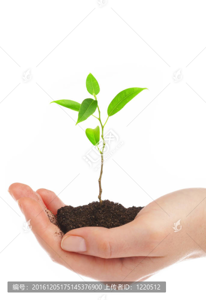 人的手和幼嫩的植物