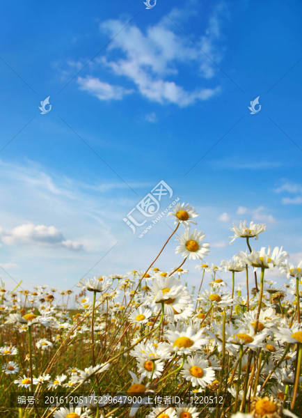 牛眼雛菊