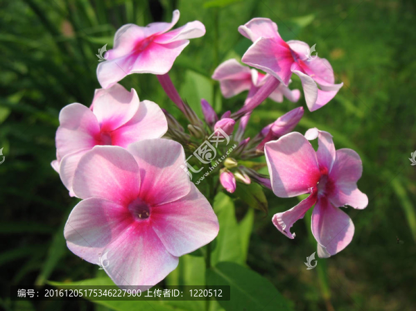 Blooming,Phlox的影響