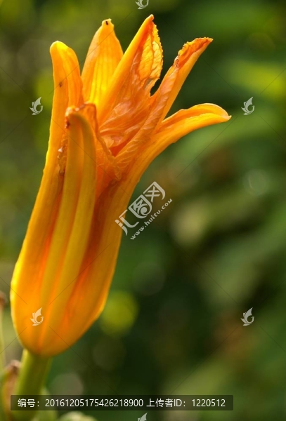 蘭州百合的花蕾