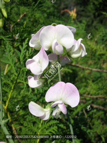 odomtus山黧豆
