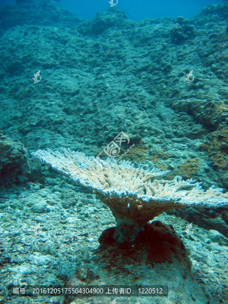 泰國普吉島潛水