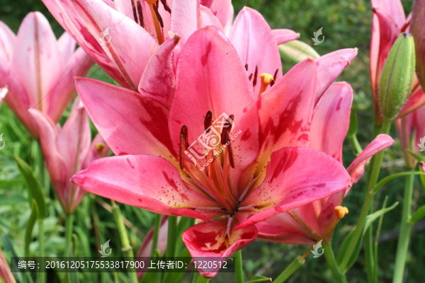 粉色的百合