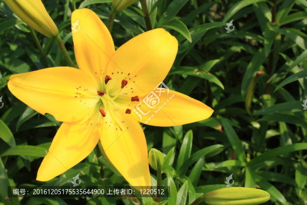黃色的百合
