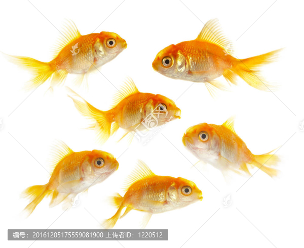 黃金小魚