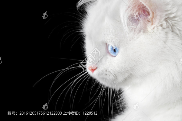 一只白貓的肖像
