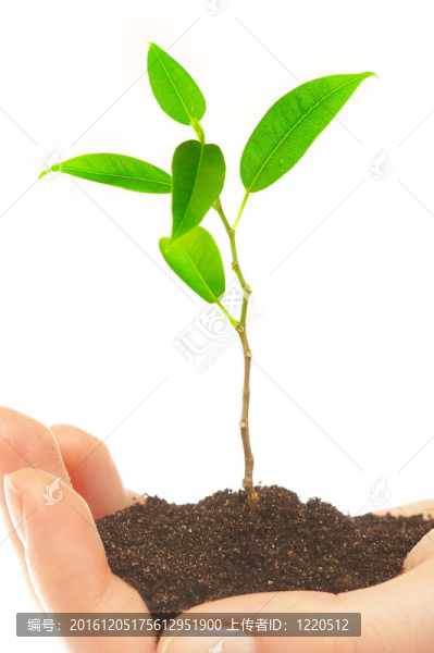 人的手和幼嫩的植物
