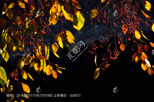 金秋枝葉果實(shí)