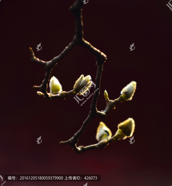 玉蘭花苞