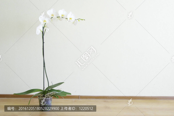 蘭花