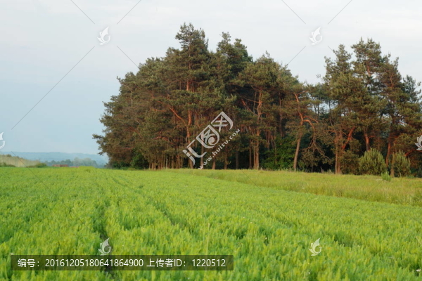冬糧綠色場(chǎng)