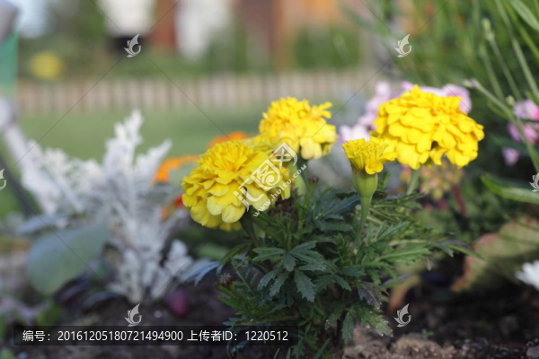 黃花關(guān)