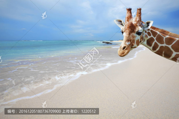 長(zhǎng)頸鹿在度假