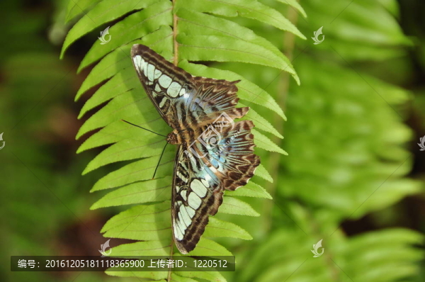 平滑算子