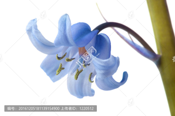 風(fēng)鈴草