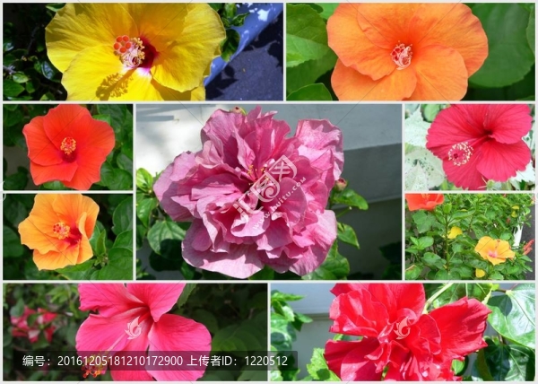 芙蓉拼貼