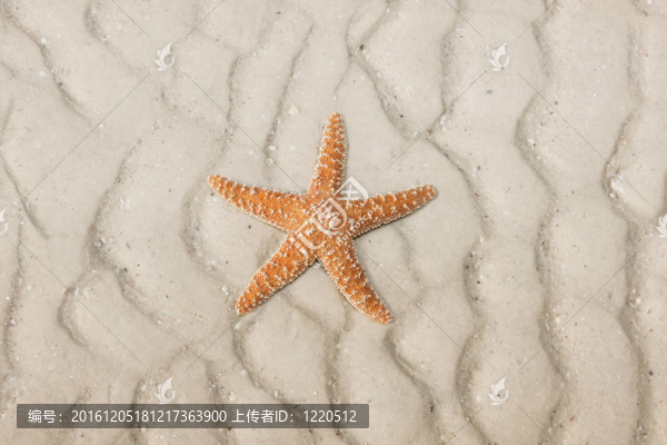 熱帶海灘上的海星