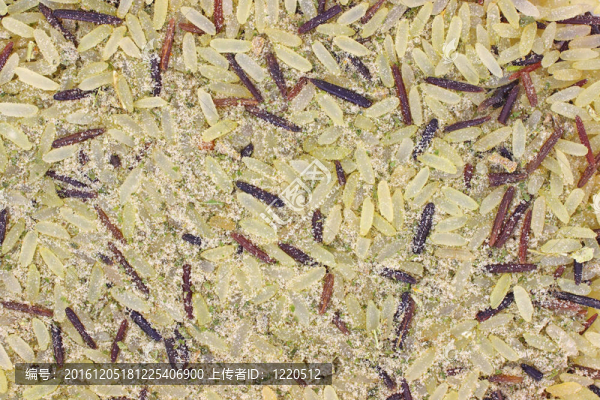 帶調(diào)料的長粒野生稻