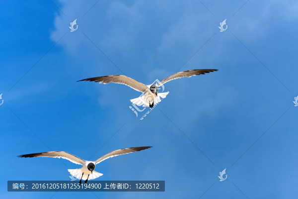 加勒比海鷗飛翔
