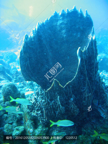 泰國普吉島潛水