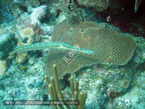 石斑魚(yú)在洪都拉斯
