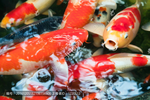 錦鯉魚的池塘
