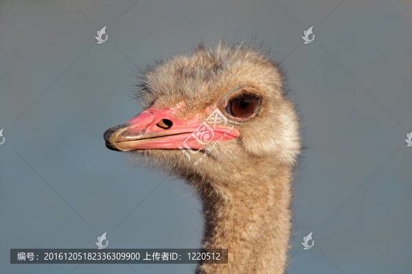 鴕鳥的肖像