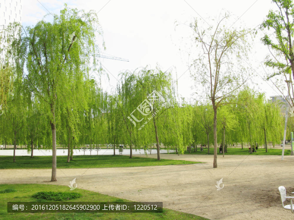 綠色公園