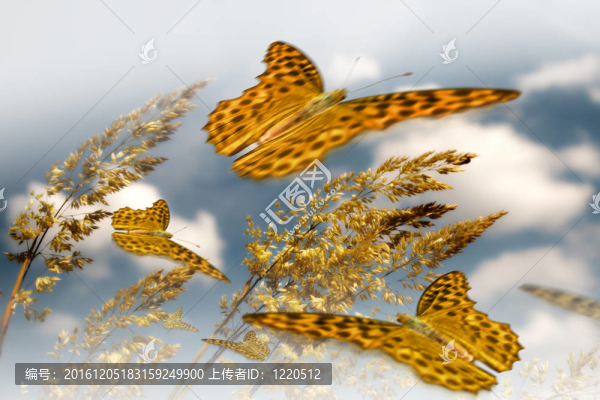 五彩繽紛的蝴蝶在野花