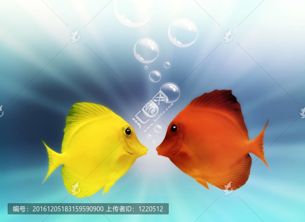 水下的魚和氣泡
