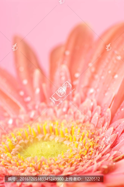 粉色非洲菊特寫
