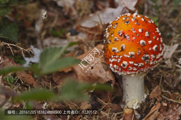 鮮飛傘菌彈出