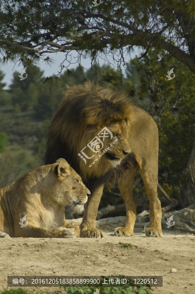 獅子和獅子（Panthera,leo）