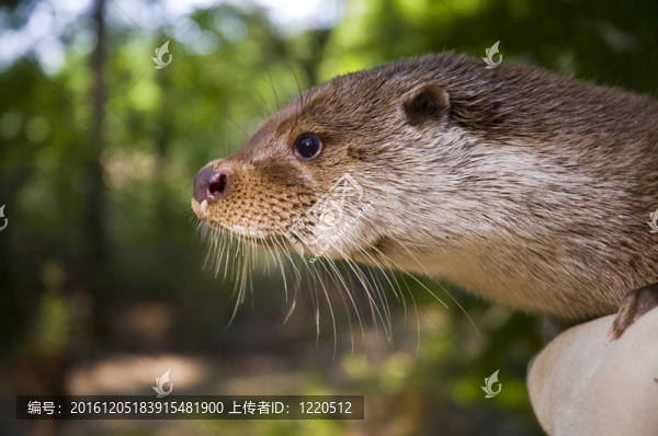 歐亞水獺（Lutra,lutra,lutra）