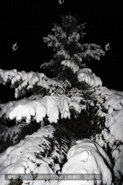 雪中的云杉；夜晚