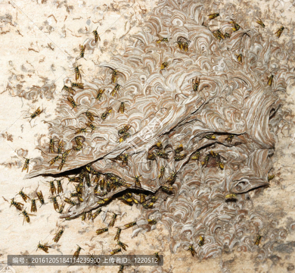 墻上胡蜂巢。（Hymenoptera）