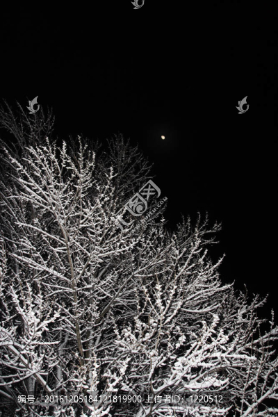 雪中樹；夜景