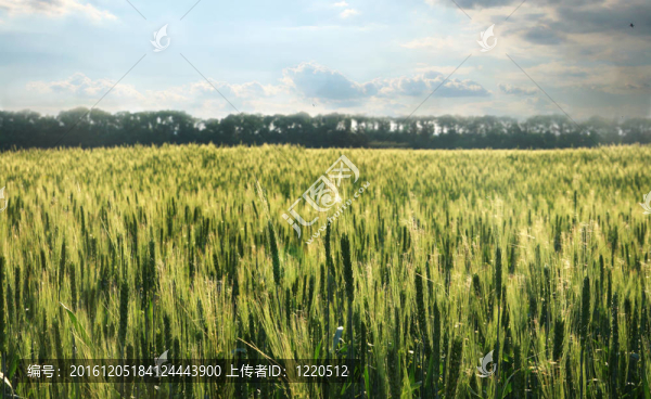 綠色麥田背景