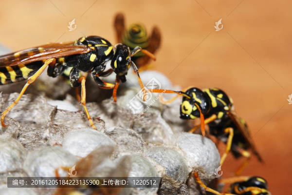 墻上胡蜂巢。（Hymenoptera）