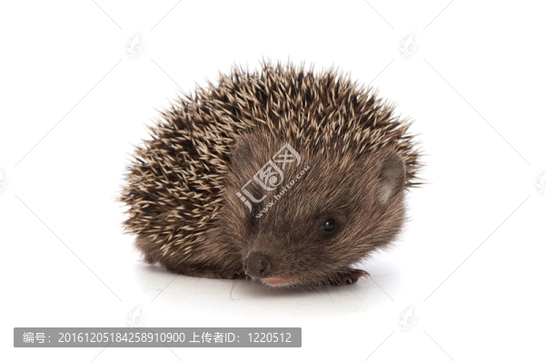 刺猬