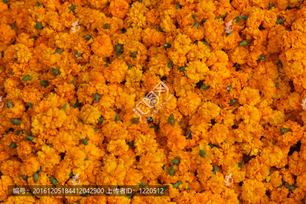 金盞花的背景