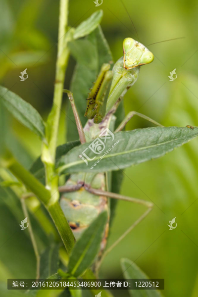 綠螳螂