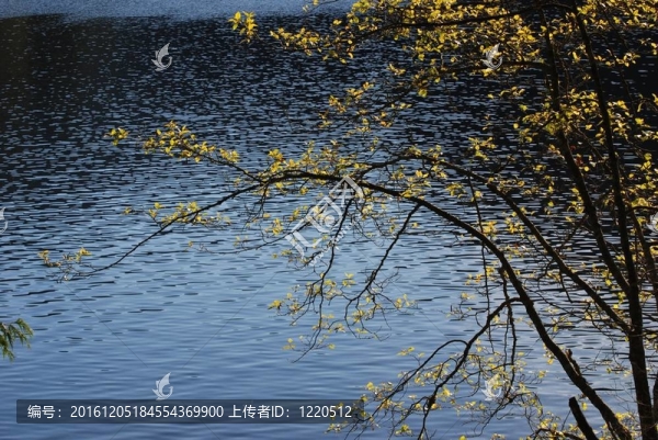 近湖綠葉