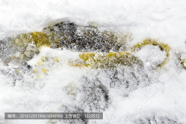 黃色的雪