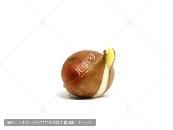 郁金香鱗莖