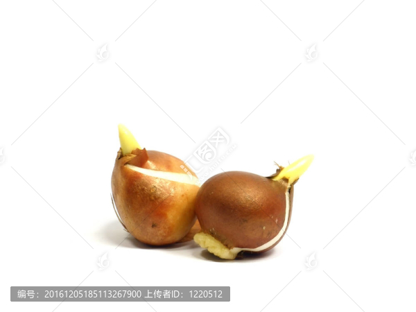 郁金香鱗莖
