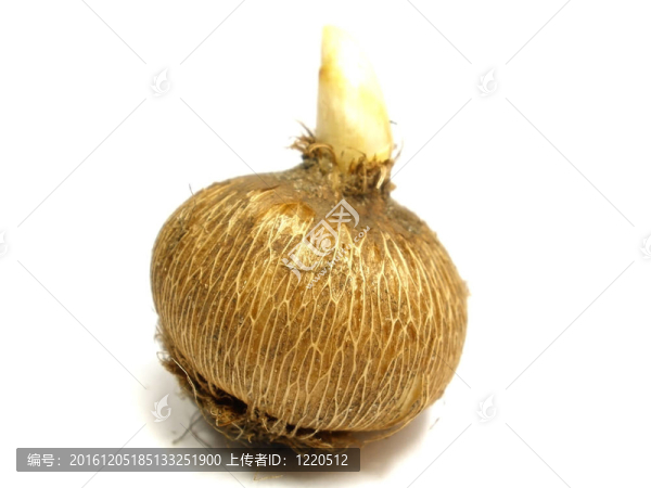 番紅花球莖