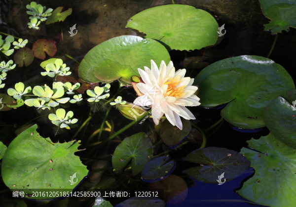 熱帶花卉